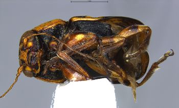 Media type: image;   Entomology 772857 Aspect: habitus ventral view